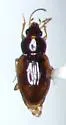 Tachyura anceps - photo 4