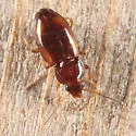 Tachyura anceps - photo 5