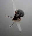 Tachyura anthrax