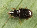 Tachyura capax