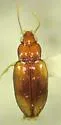 Tachyura dolosa