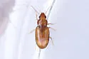 Tachyura dolosa - photo 2