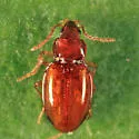 Tachyura ferruginea - photo 2