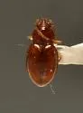 Tachyura ferruginea - photo 3