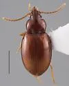 Tachyura ferruginea - photo 4