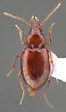 Tachyura ferruginea - photo 5