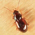 Tachyura granaria - photo 2