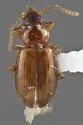 Tachyura lutea - photo 3