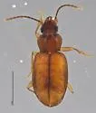 Tachyura lutea - photo 4