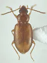 Tachyura lutea - photo 5