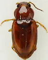 Tachyura nebulosa - photo 2
