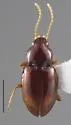 Tachyura nebulosa - photo 4