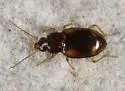 Tachyura obesula - Tachyura obesula