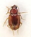 Tachyura obesula - photo 3