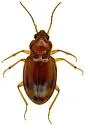 Tachyura obesula - photo 4