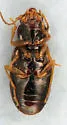 Tachyura quadrisignata - photo 2