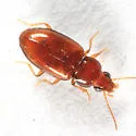 Tachyura rapax - Tachyura rapax