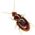 Tachyura rubricauda - photo 2