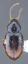 Tachyura saturata