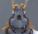 Tachyura saturata - photo 2