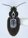 Tachyura saturata - photo 3