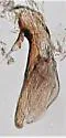 Tachyura saturata - photo 4