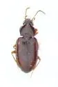 Tachyura tripunctata - Tachyura tripunctata