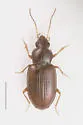 Tachyura tripunctata - photo 2