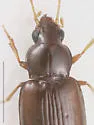 Tachyura tripunctata - photo 3