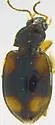 Tachyura undescribed-cf-microspilus