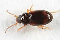 Tachyura vernicata - Tachyura vernicata