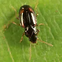 Tachyura vernicata - photo 2