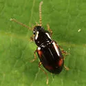 Tachyura vernicata - photo 3