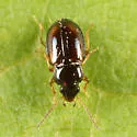 Tachyura vernicata - photo 5