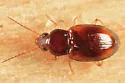 Tachyura vivax - photo 3