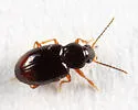 Tachyura xanthopus - photo 3