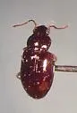 Tachyura xanthopus - photo 4