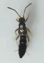 Tachyusa americana - photo 3