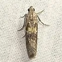 Tacoma feriella - Hodges#5901 - photo 3