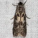 Tacoma feriella - Hodges#5901 - photo 4