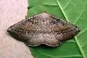 Tacparia atropunctata - Hodges#6806 - Tacparia atropunctata