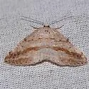 Pale Alder Moth - Hodges#6807