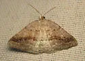 Pale Alder Moth - Hodges#6807 - photo 2