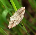 Pale Alder Moth - Hodges#6807 - photo 3
