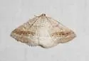Pale Alder Moth - Hodges#6807 - photo 4