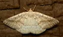 Pale Alder Moth - Hodges#6807 - photo 5