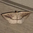 Tacparia zalissaria - Hodges#6805