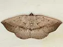 Tacparia zalissaria - Hodges#6805 - photo 2