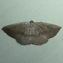 Tacparia zalissaria - Hodges#6805 - photo 4