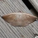 Tacparia zalissaria - Hodges#6805 - photo 5